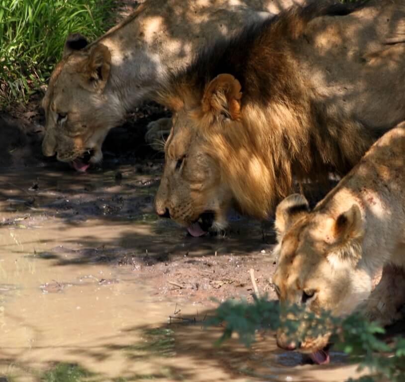 Durban Day Safari Tours