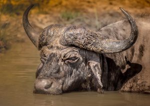 Hluhluwe-Imfolozi Park Animals 4 Cape Buffalo Facts