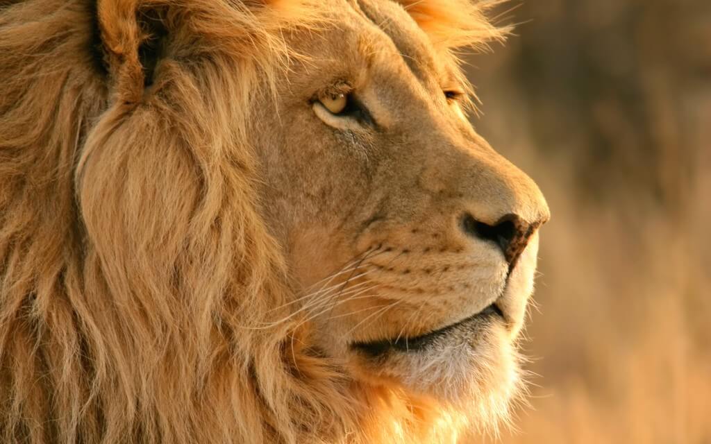kruger national park