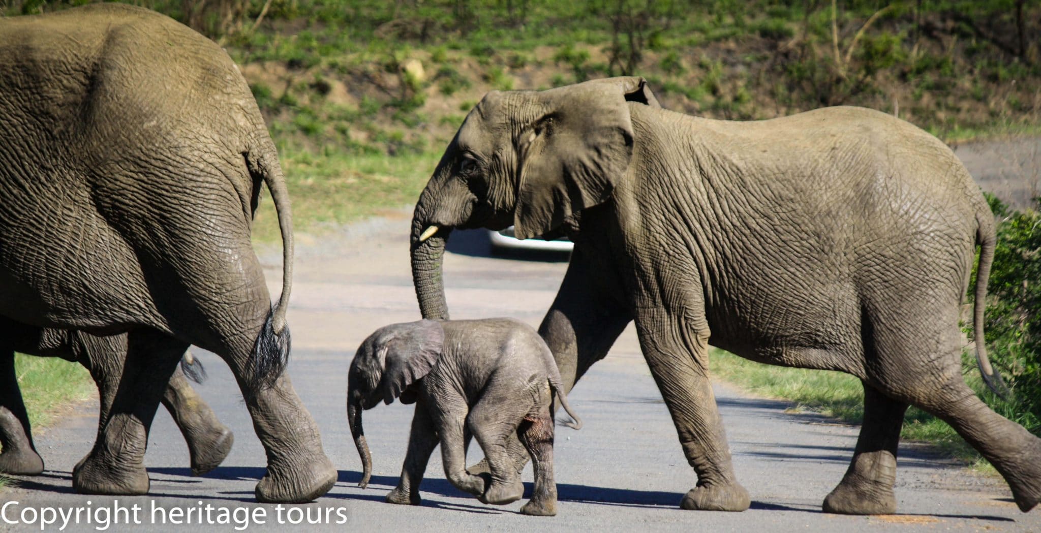 Cheetah, Leopard & Elephants on Safari Hluhluwe