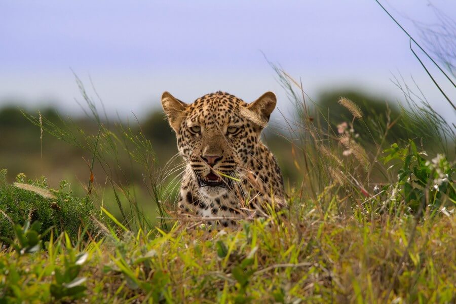 3 Night Hluhluwe Safari Leopard Hluhluwe Imfolozi Park sighting