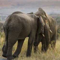 Durban Safari to Hluhluwe Umfolozi Departing Daily 2 hluhluwe holiday packages