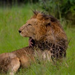 Durban Safari to Hluhluwe Umfolozi Departing Daily 4 South Africa Safari Packages