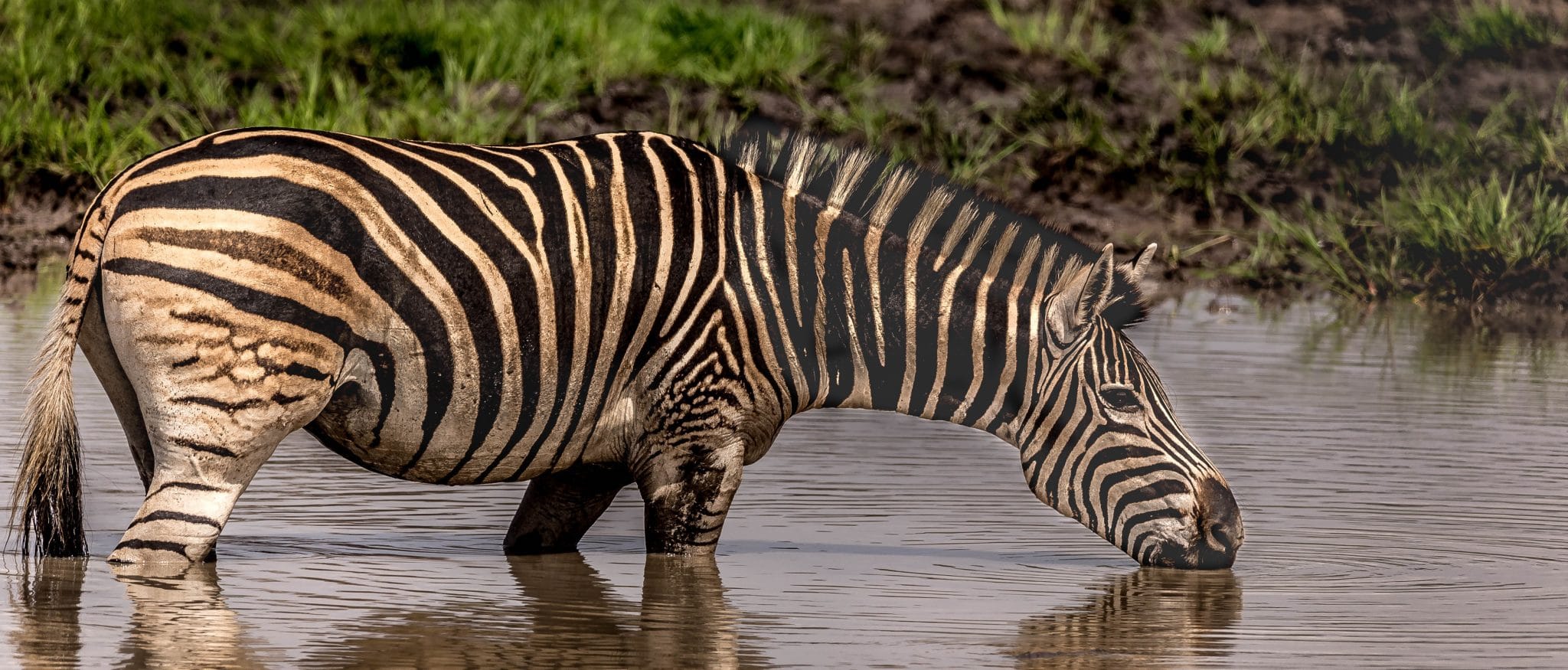 Highlight of KwaZulu Natal 3 zebra
