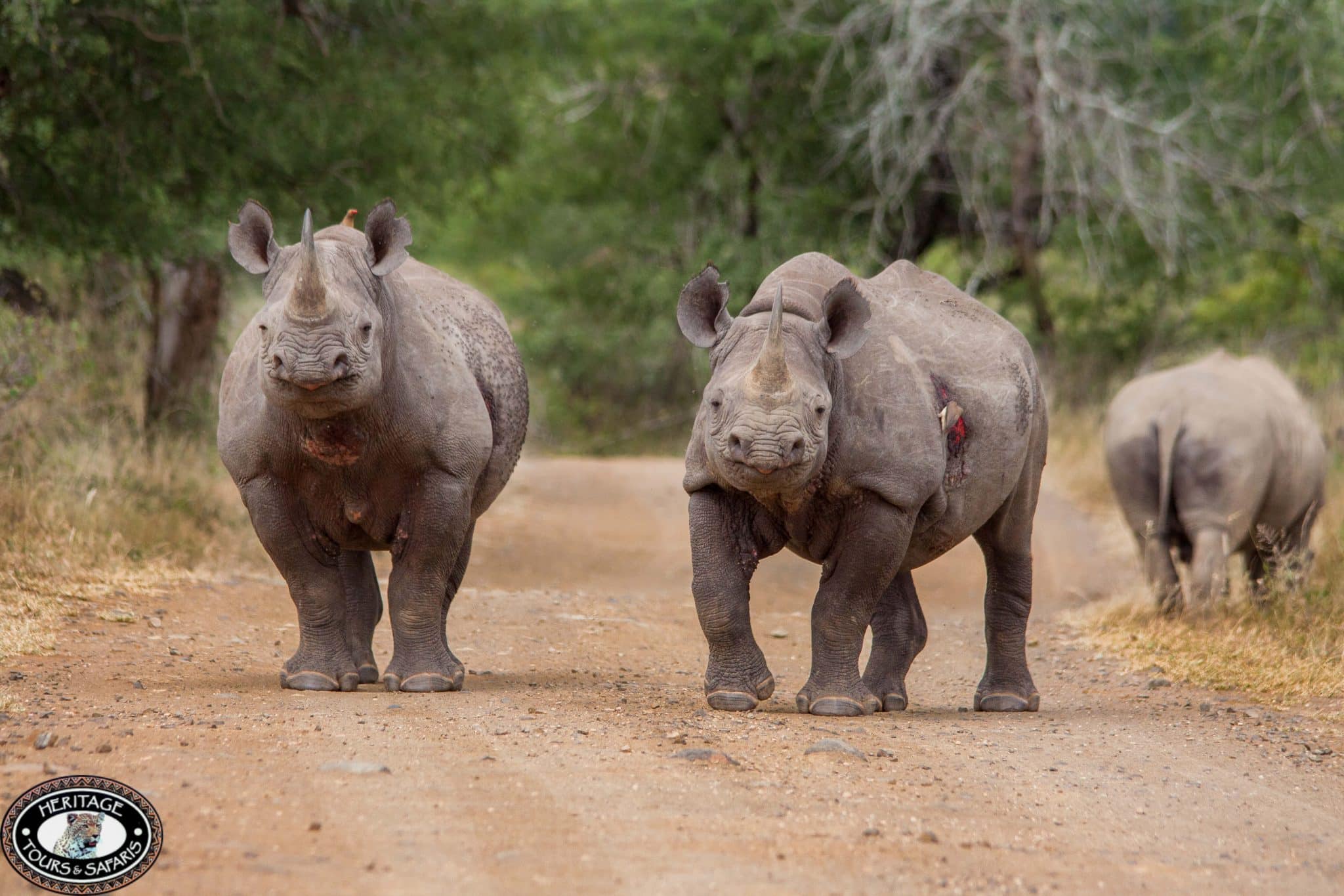 safari for six people hluhluwe imfolozi park safari