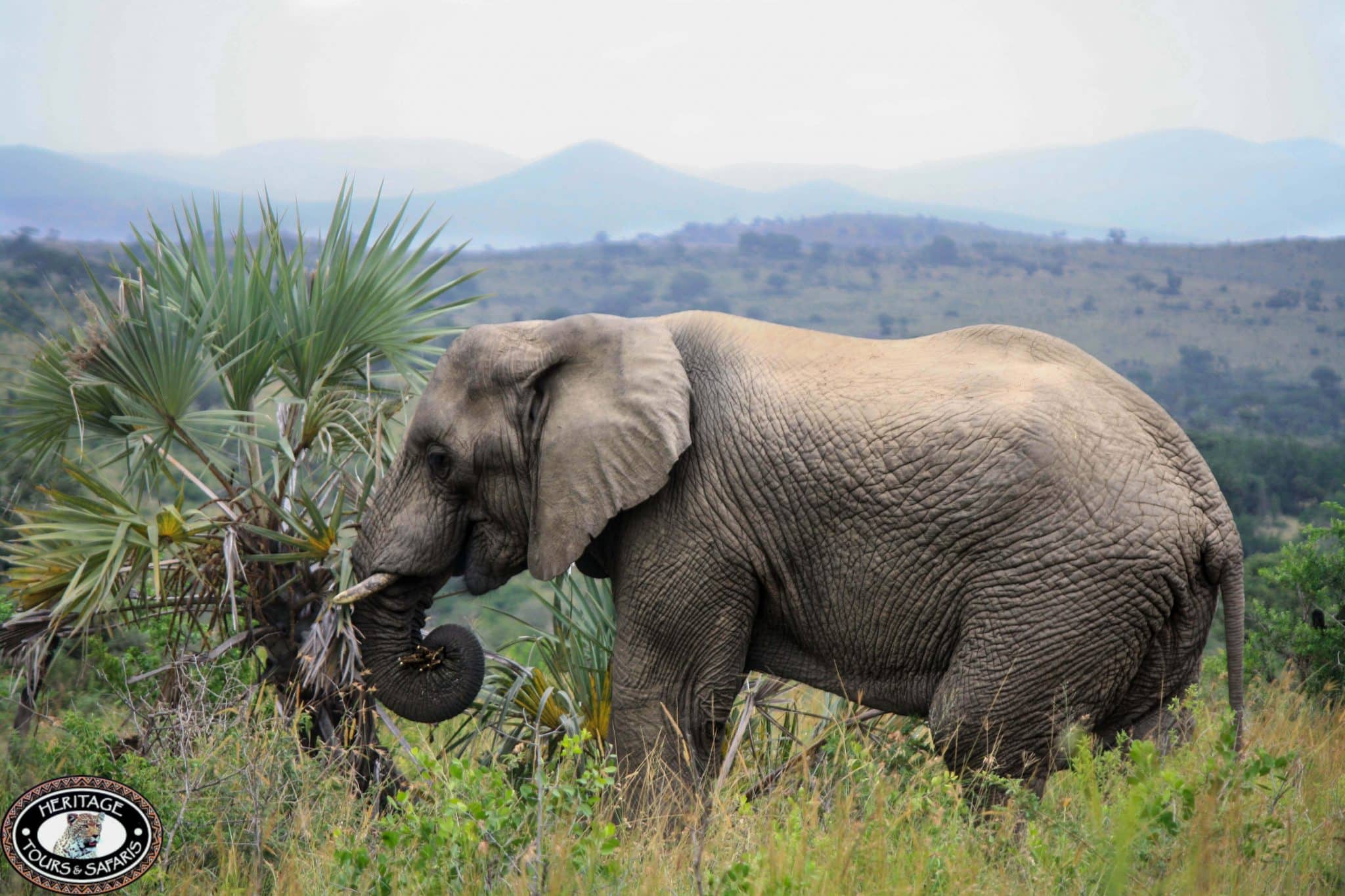 KwaZulu Natal Safari to Hluhluwe