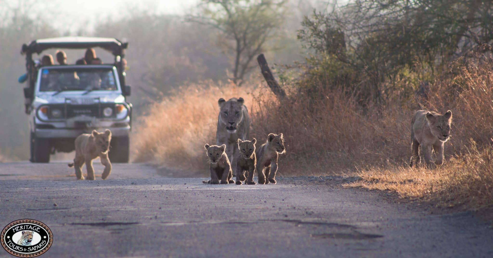 Durban Safari Updates