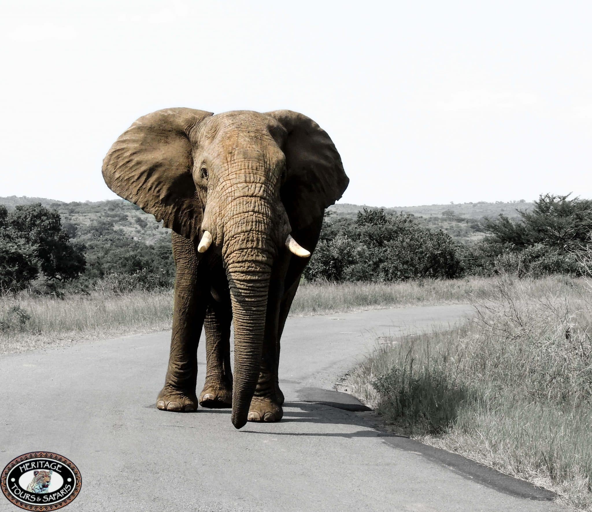 Durban Safari Packages to Hluhluwe umfolozi game reserve