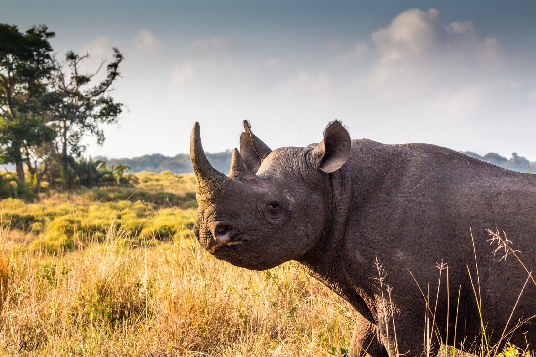Rhinoceros Black White Rhino Facts Information Video