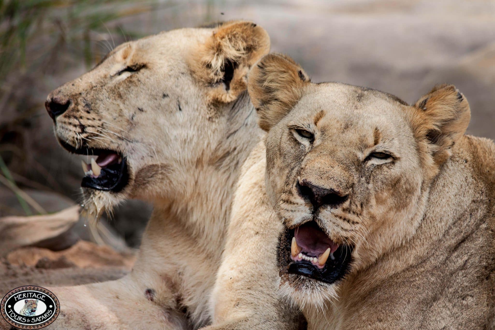 durban full day safaris