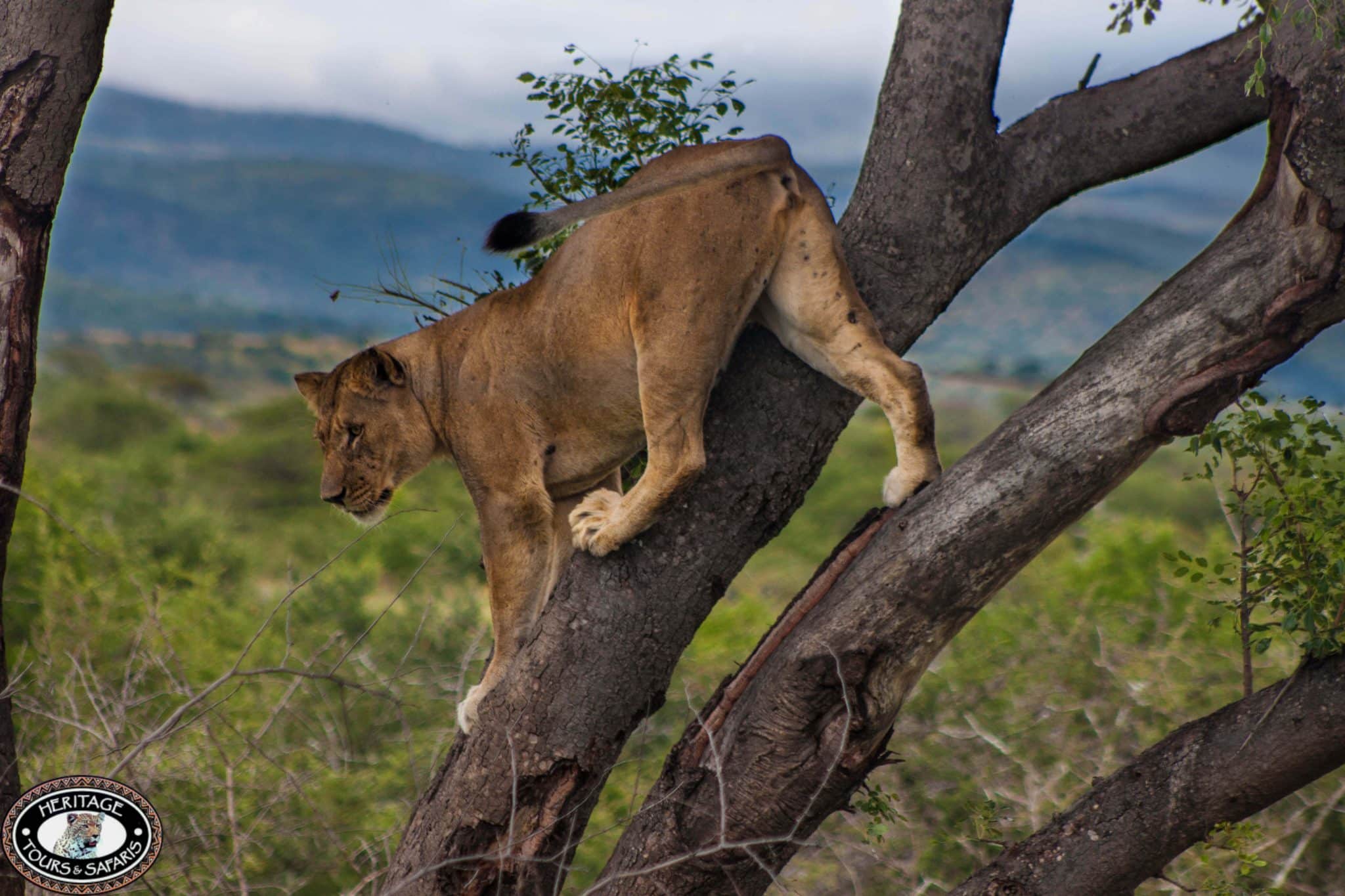 hluhluwe umfolozi lioness in tree