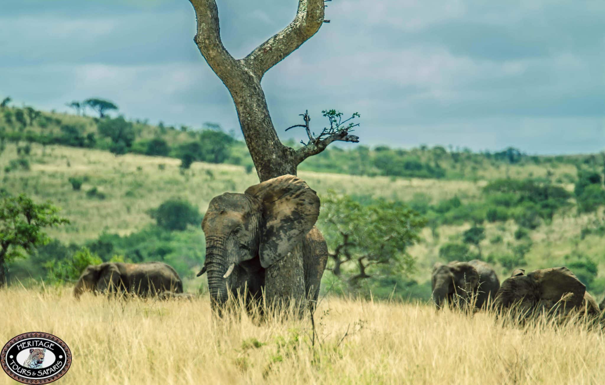 hluhluwe-iMfolozi game reserve, elephant up close on a six on safari outing