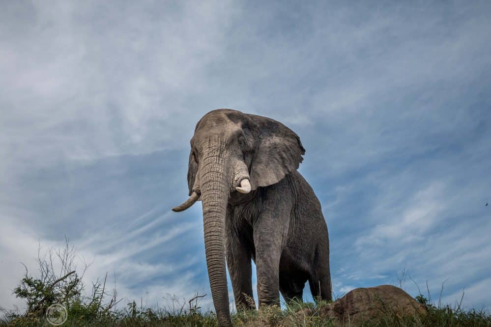 african big 5 elephant facts