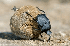 Dung Beetles and Marula Trees Hluhluwe Reserve