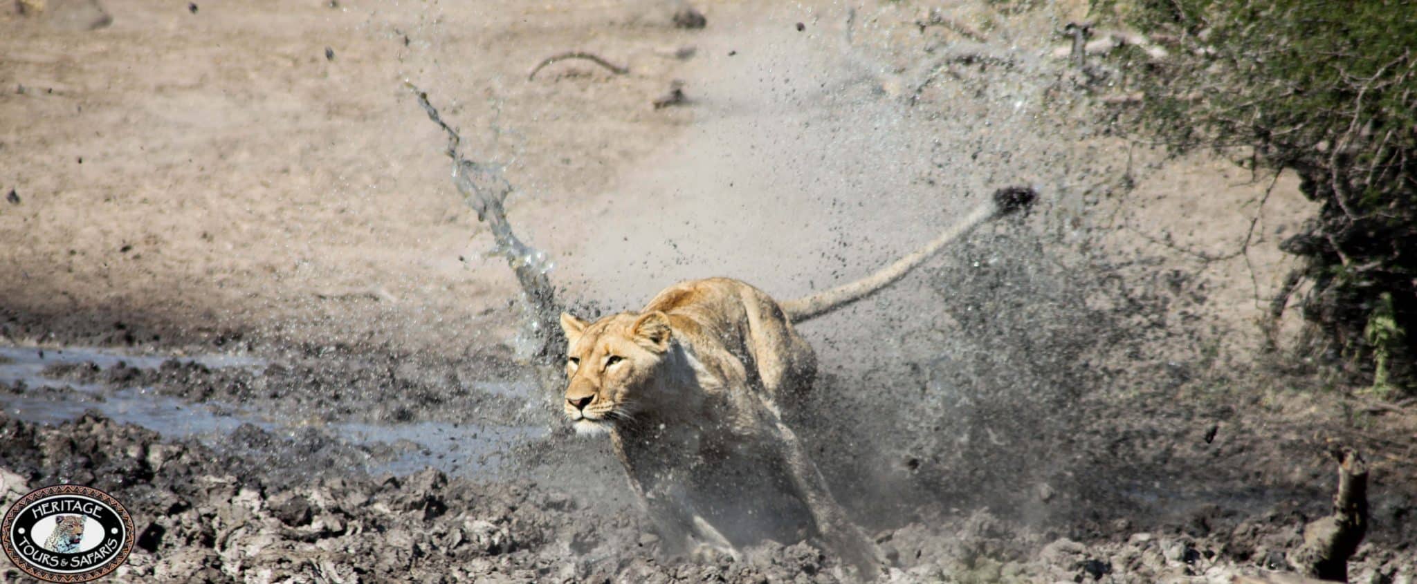 durban hluhluwe umfolozi game reserve