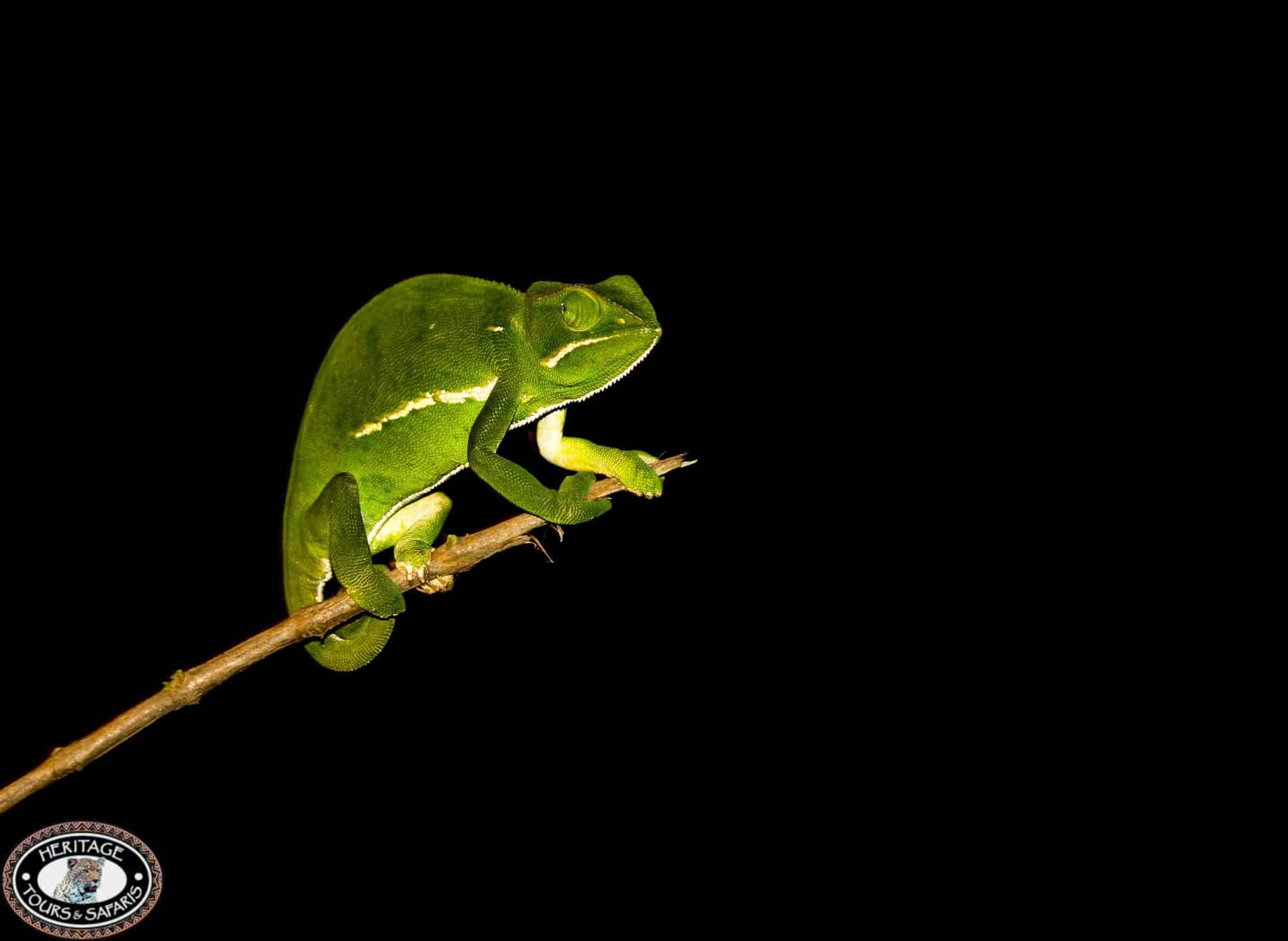 chameleon on night drive safari