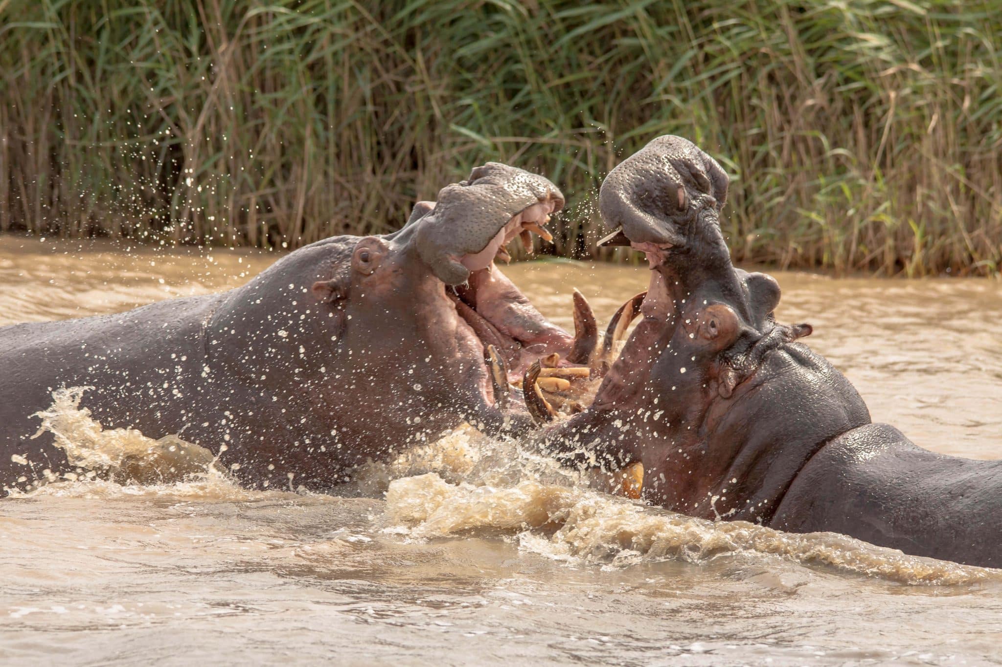 Hippo playing Durban Safaris