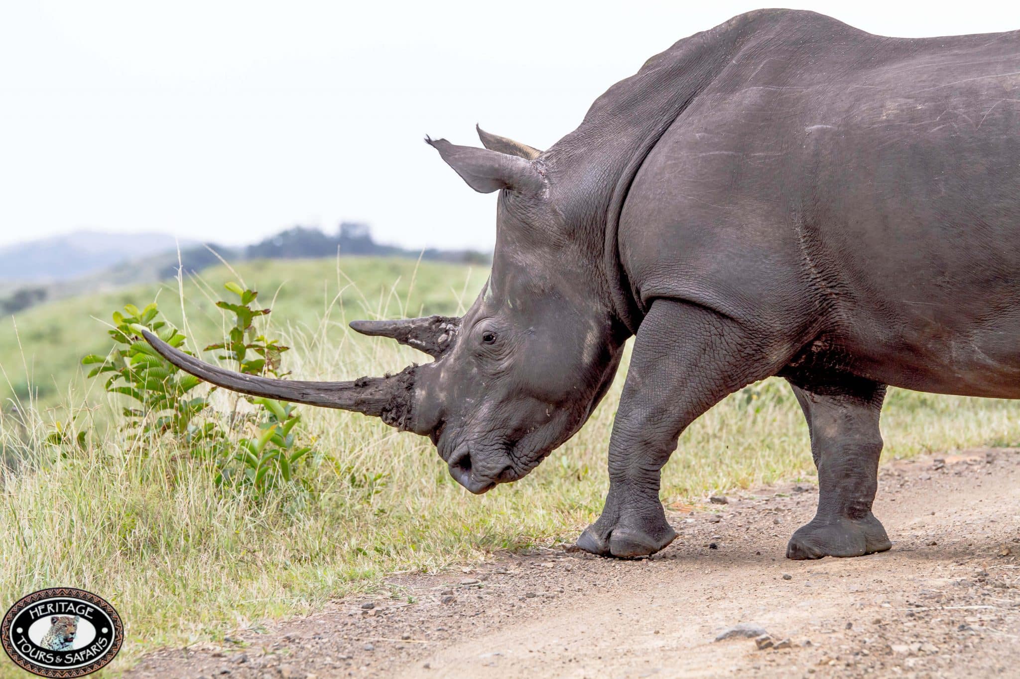 half day big 5 safari south africa