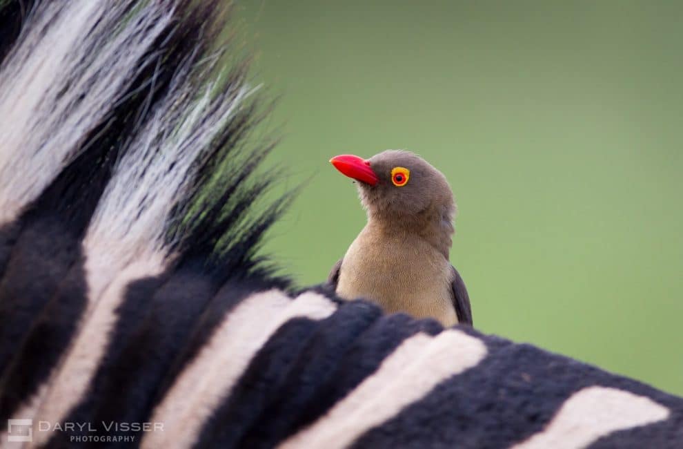 oxpecker