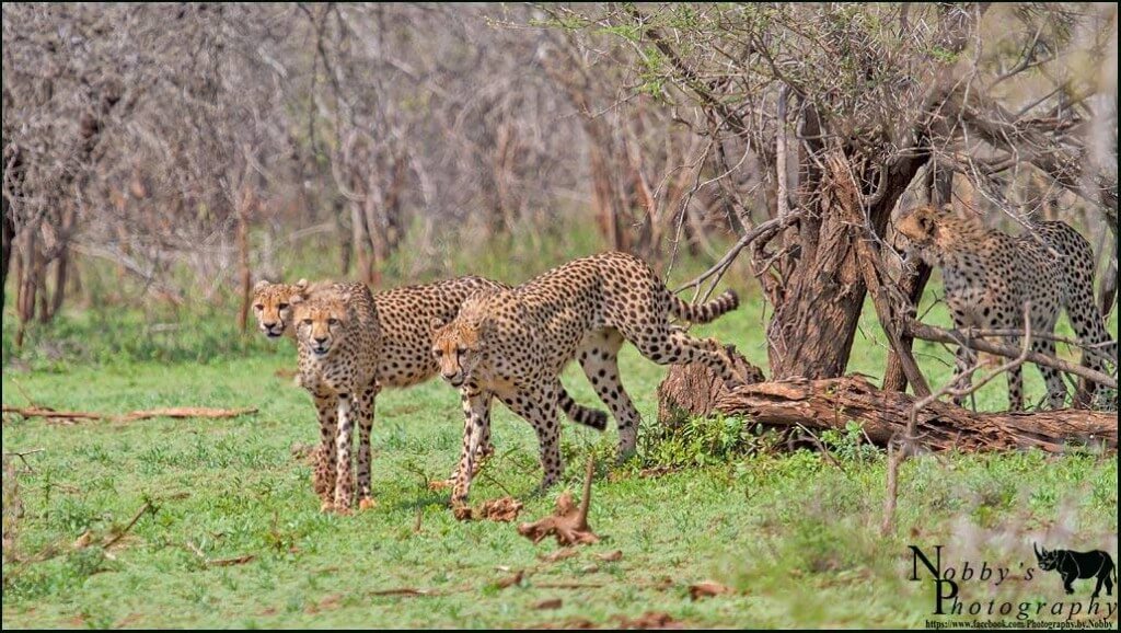 Cheetah Facts & Info, Pictures, Video and Much More about Cheetahs