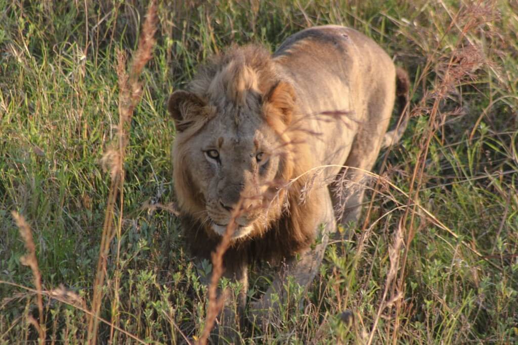 safari park hluhluwe game reserve south africa
