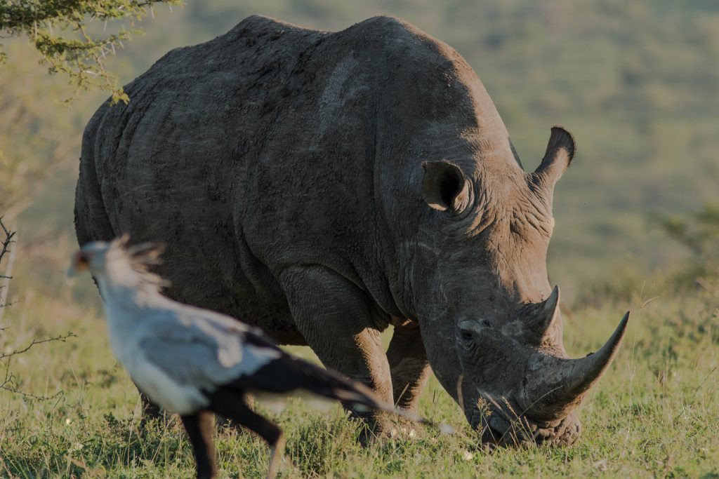 durban safari options