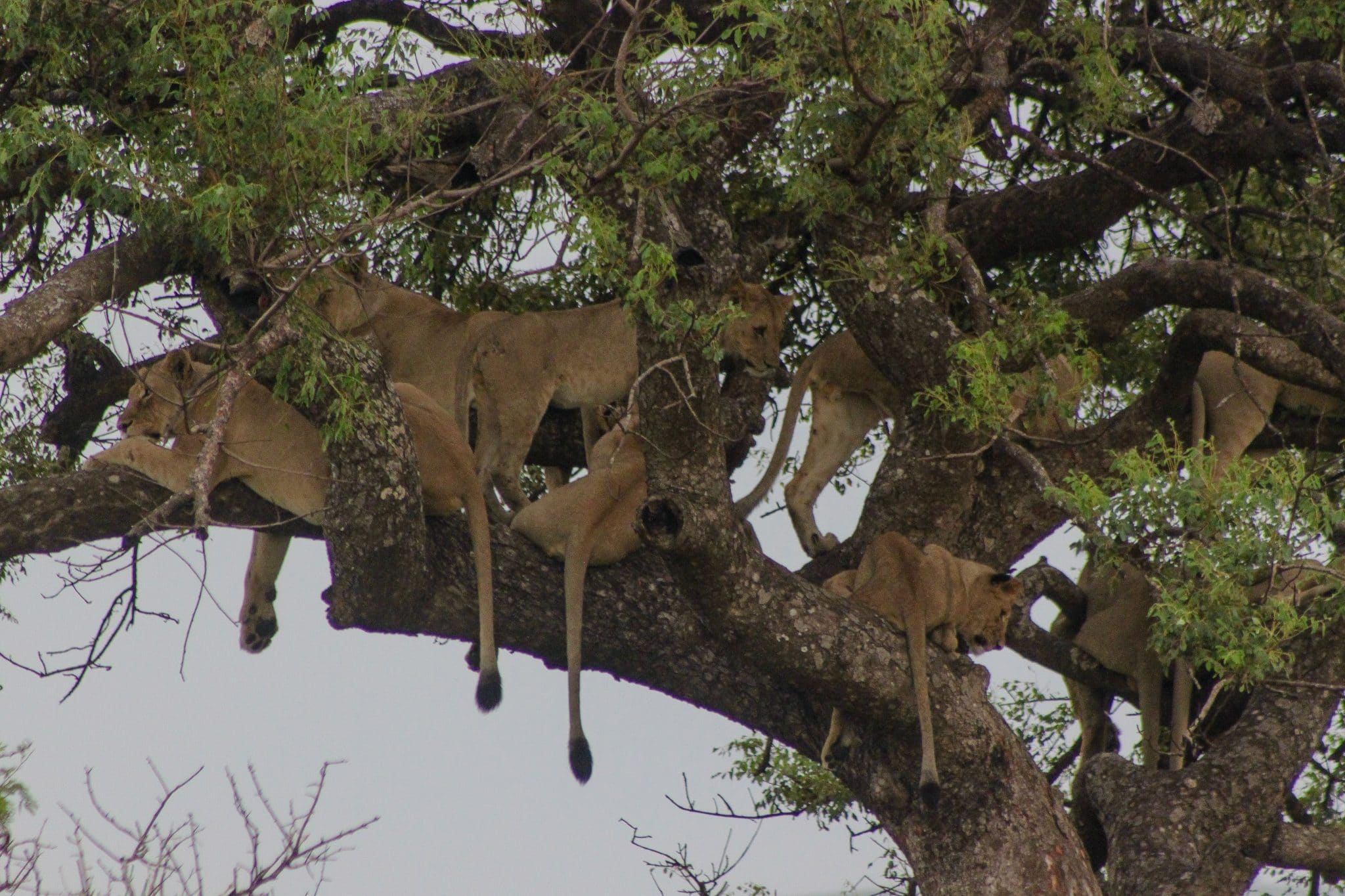 Lions in Trees Hluhluwe Game Reserve