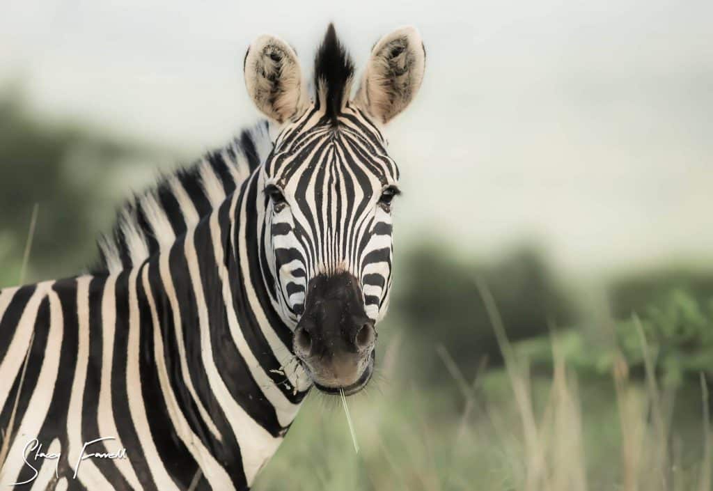 Wildlife Photography Course Hluhluwe Imfolozi Park Beginners Course