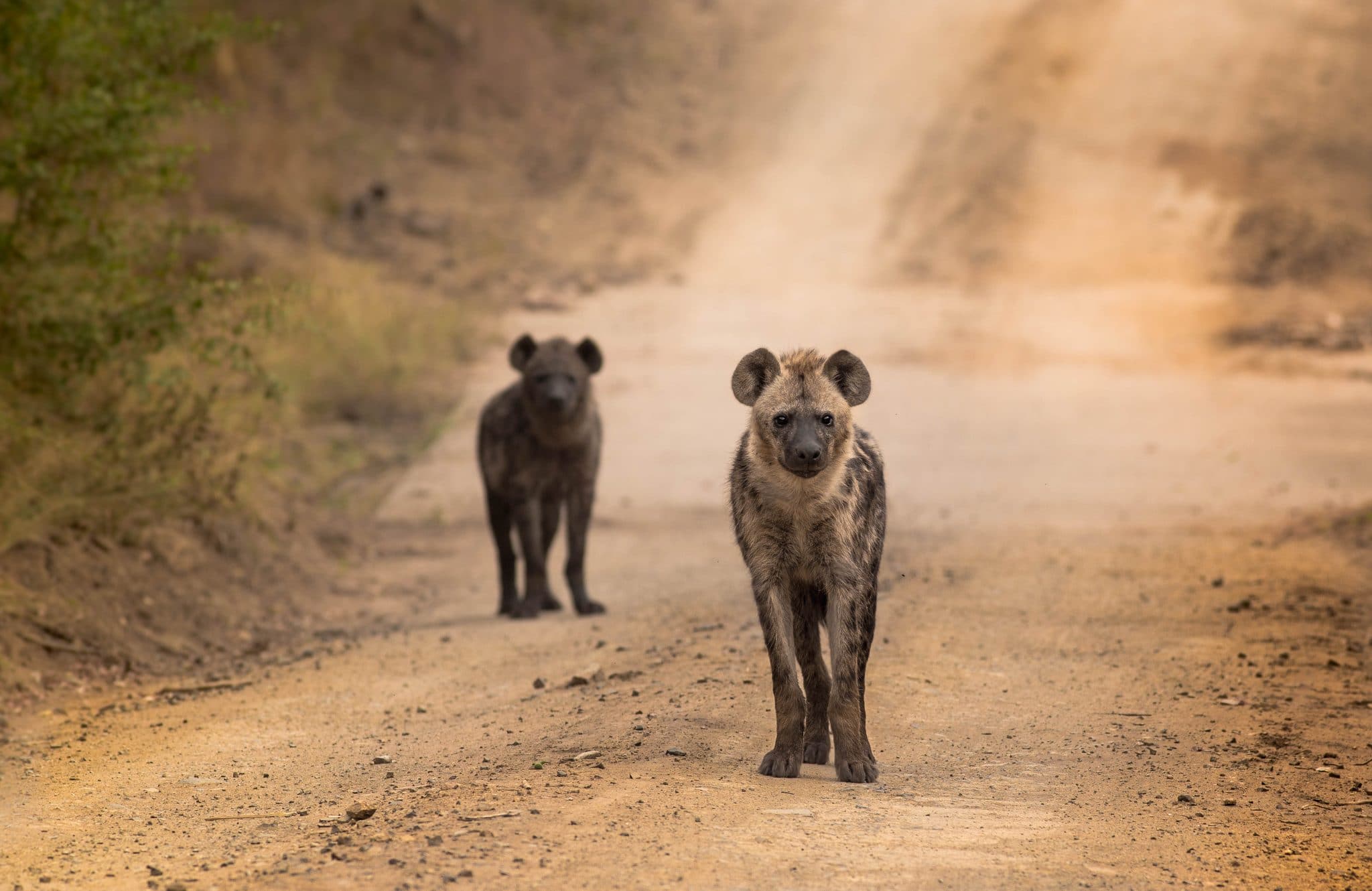 Highlight of KwaZulu Natal 2 hyena hluhluwe