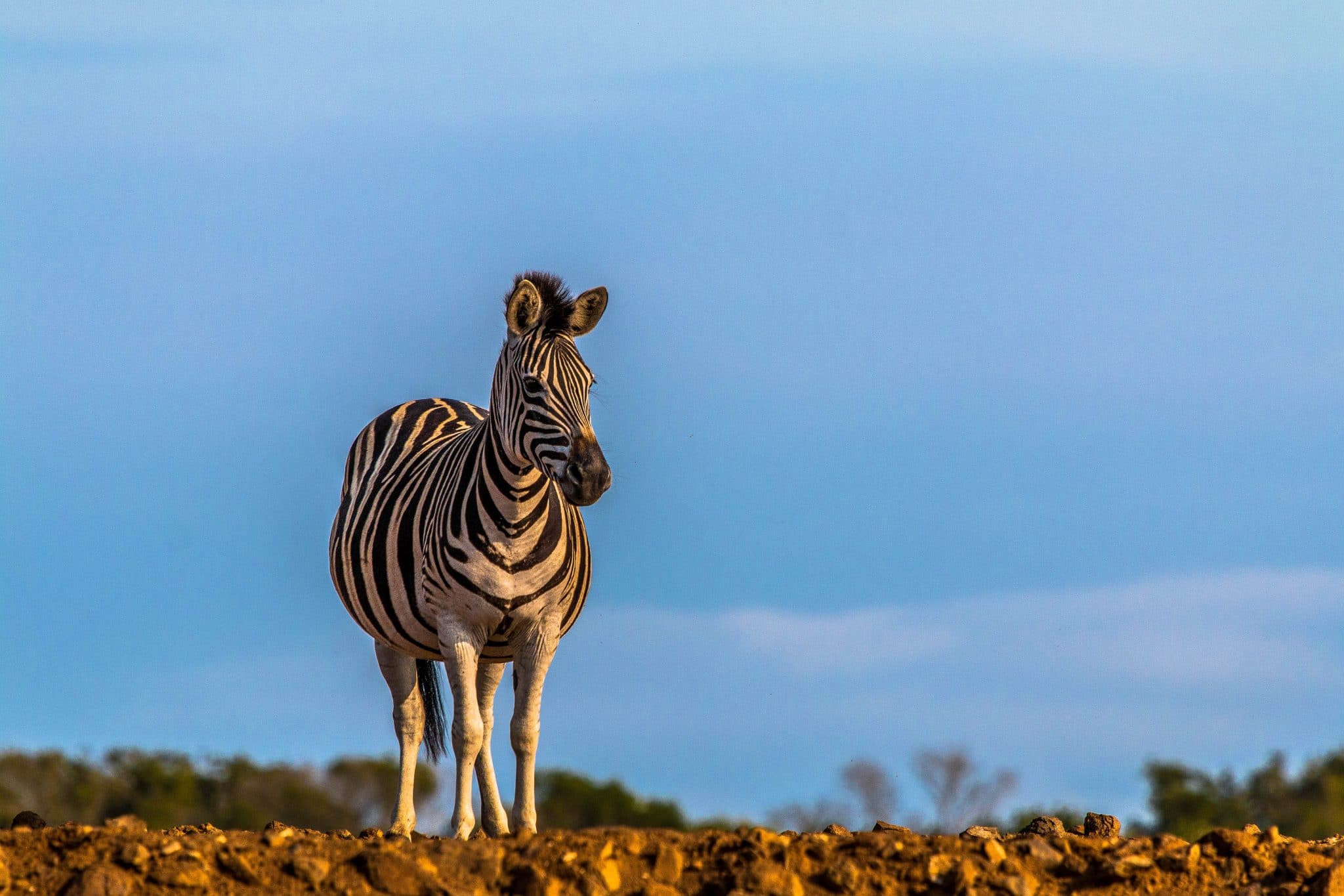 Hluhluwe-Imfolozi Park Animals 10 self drive tips hluhluwe