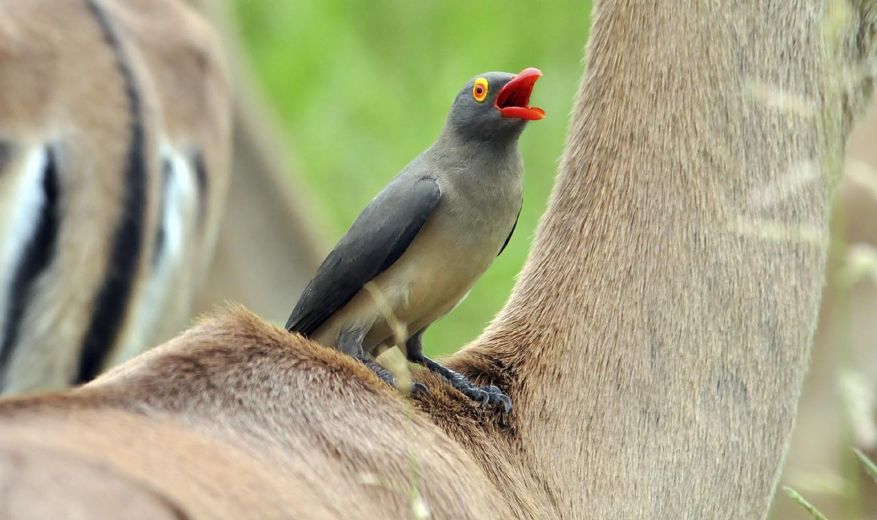 Highlight of KwaZulu Natal 1 symbiosis oxpecker