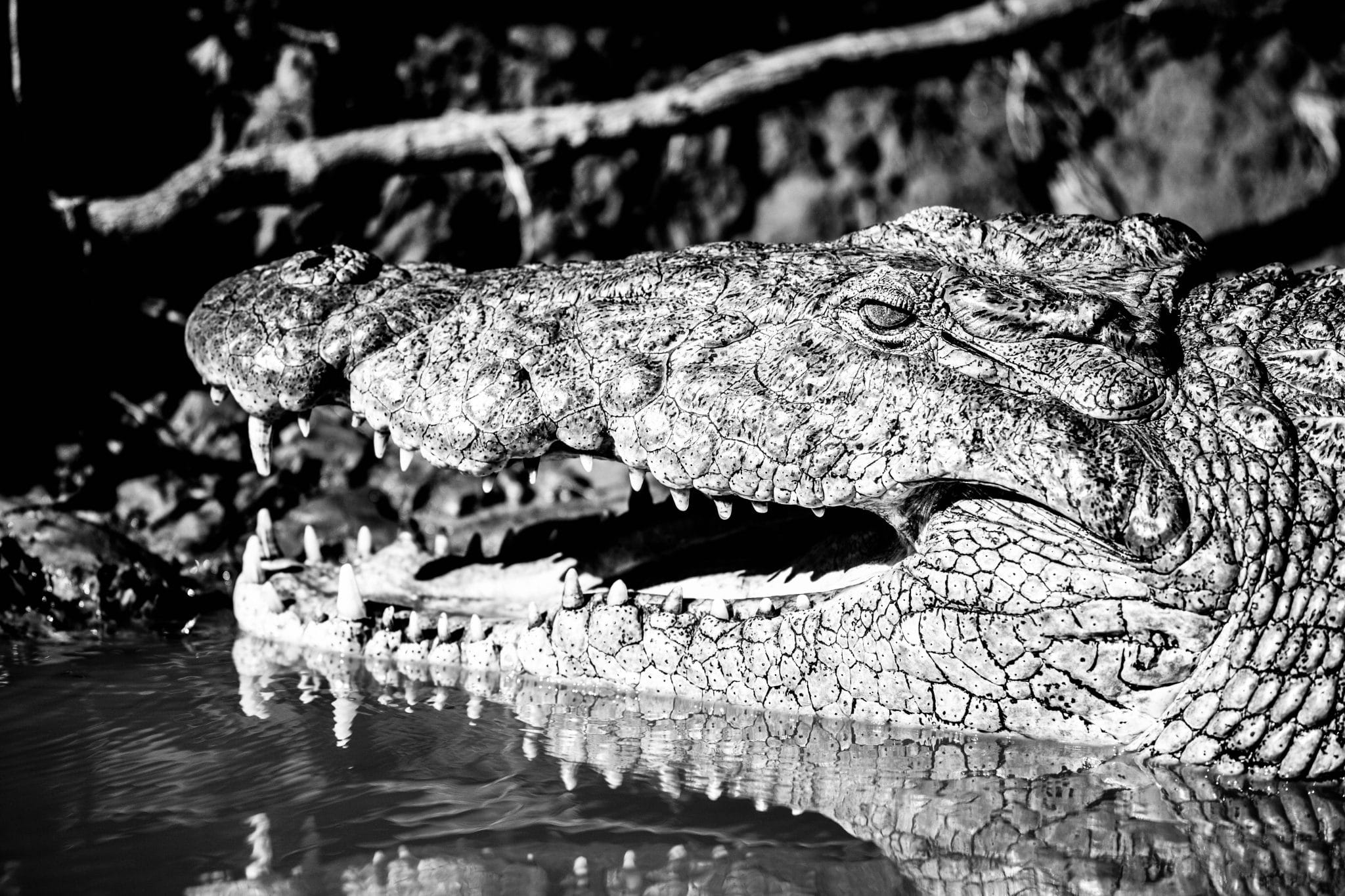nile Crocodiles (Crocodylus niloticus) facts