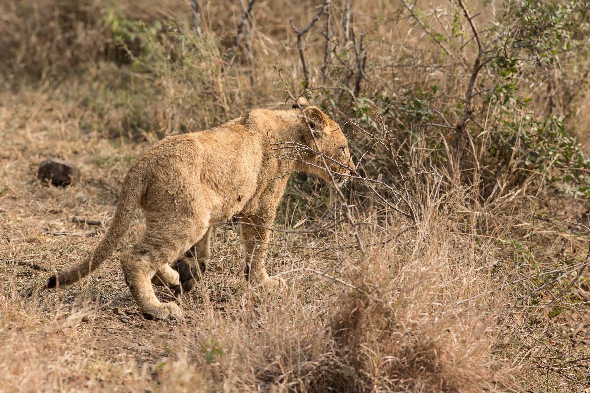 Highlight of KwaZulu Natal 9 Highlight of KwaZulu Natal