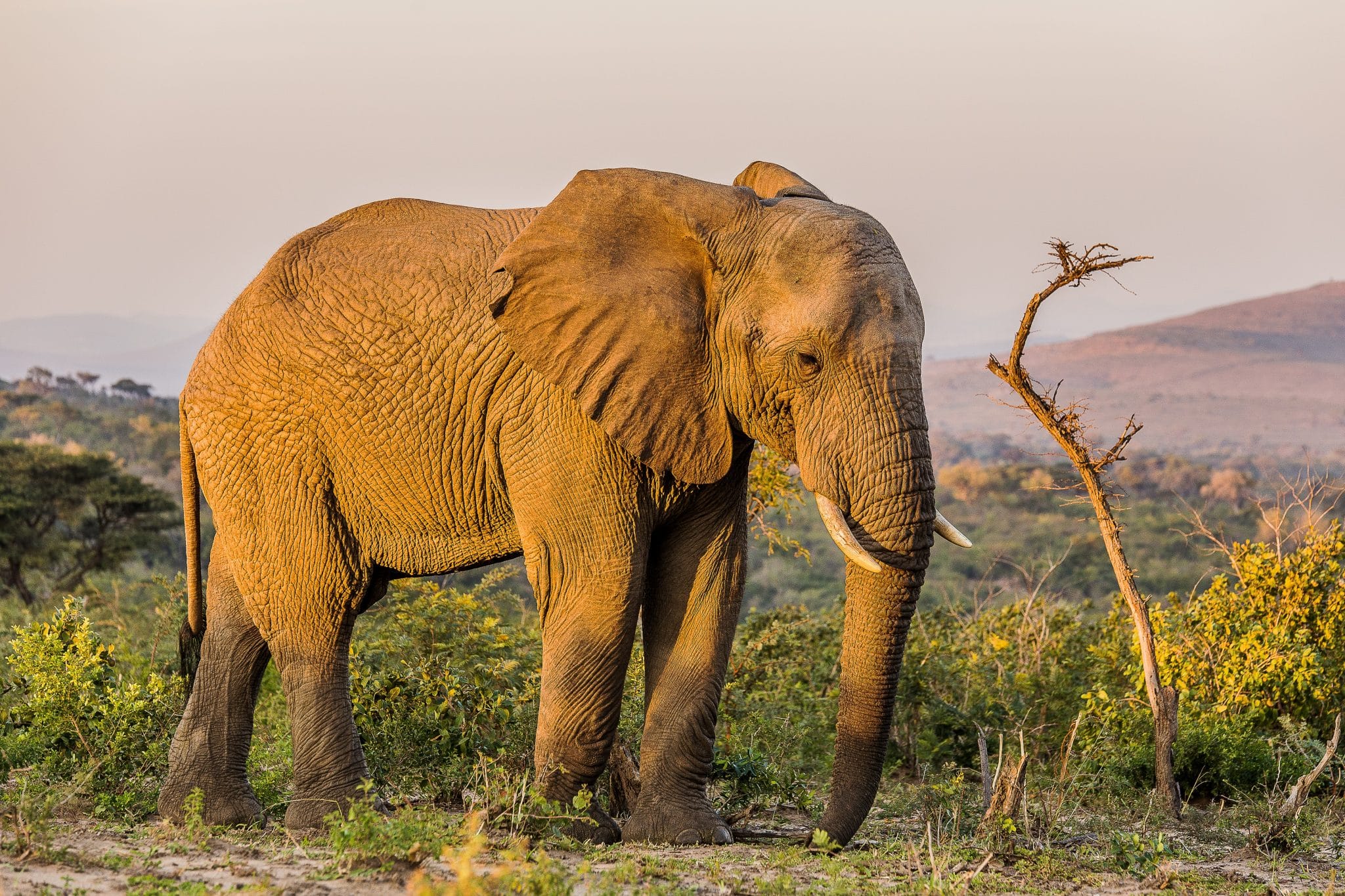 Hluhluwe-Imfolozi Park Animals 2 hluhluwe-imfolozi park animal elephant