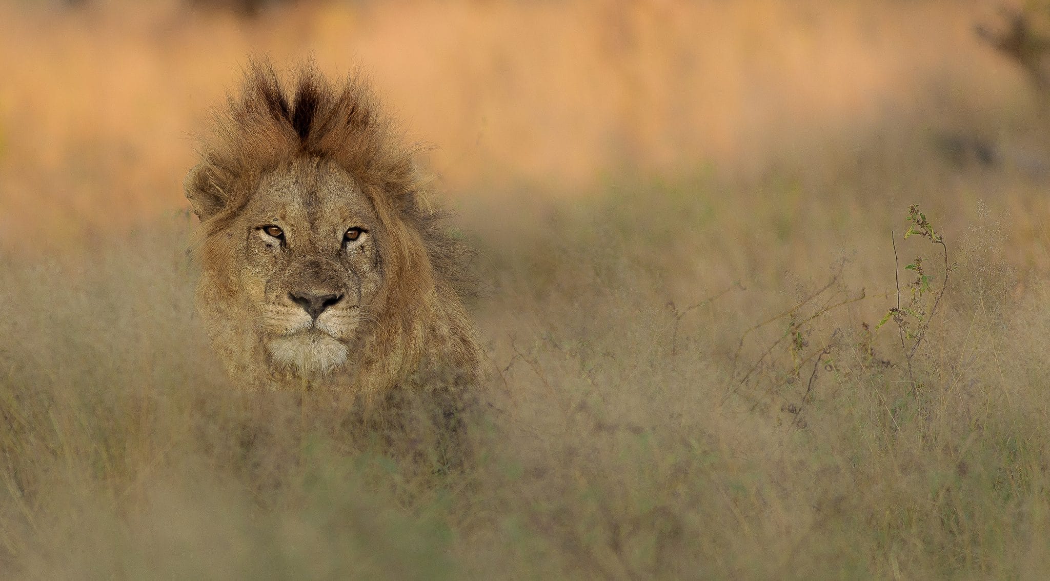Hluhluwe-Imfolozi Park Animals 1 hluhluwe-imfolozi park animals lion