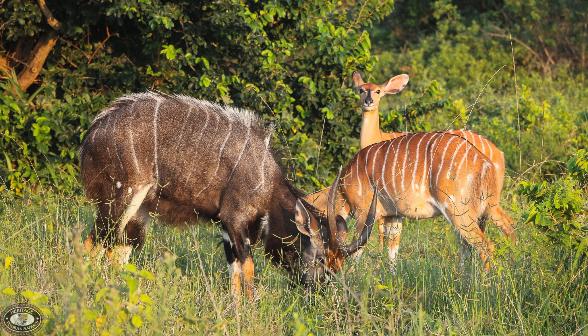 Nyala Facts Hluhluwe Game Reserve