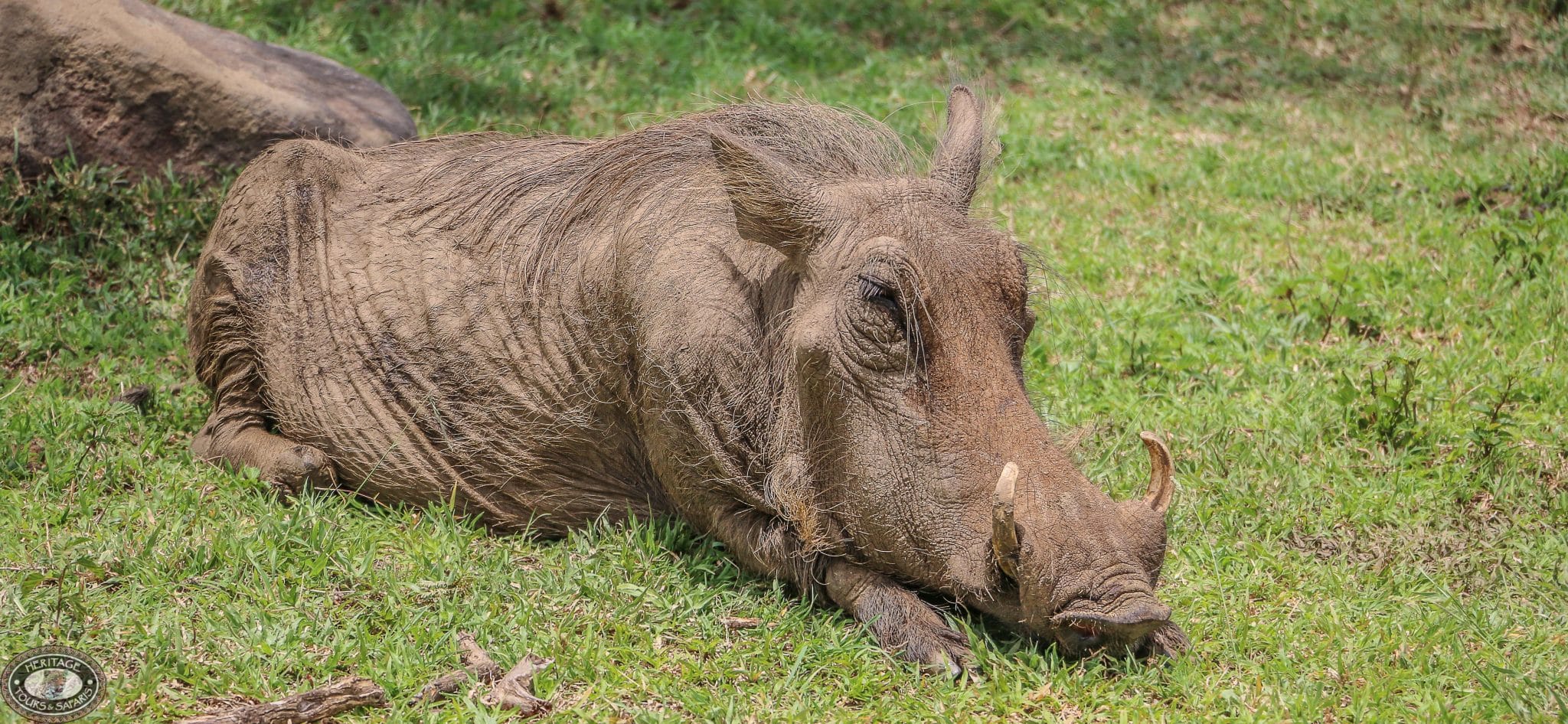 warthog Facts