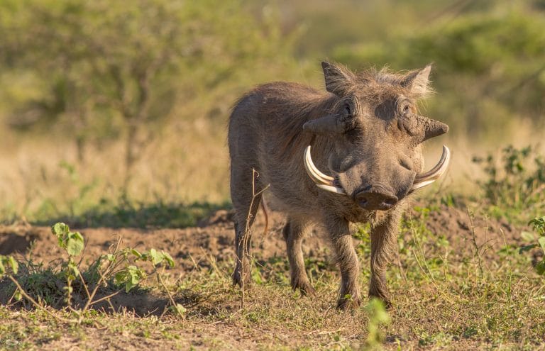 Warthog Facts - Hluhluwe Game Reserve