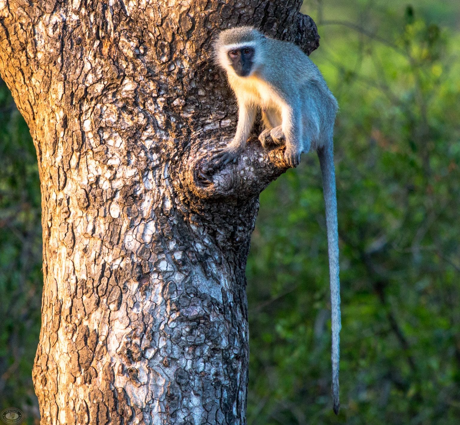 Vervet Monkey Hluhluwe Game Reserve