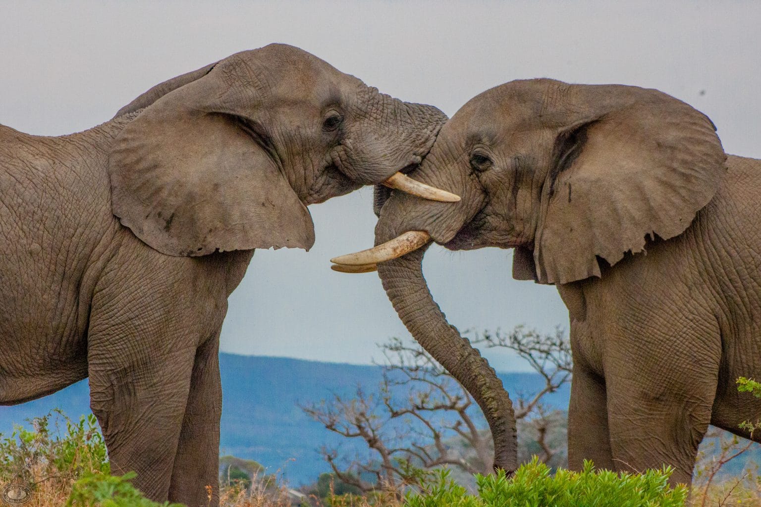 hluhluwe-imfolozi park full-day big 5 safari