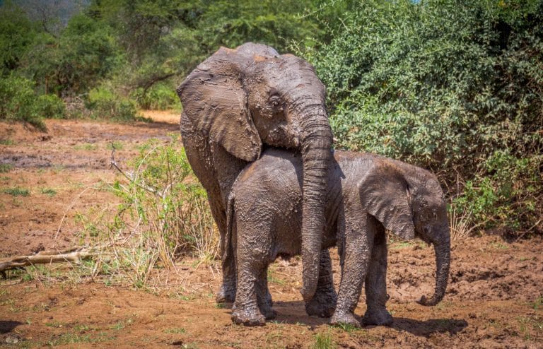 hluhluwe game reserve