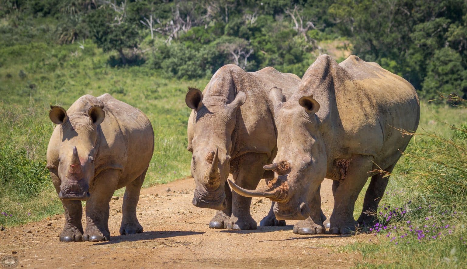 wildlife sightings on a safari package south africa