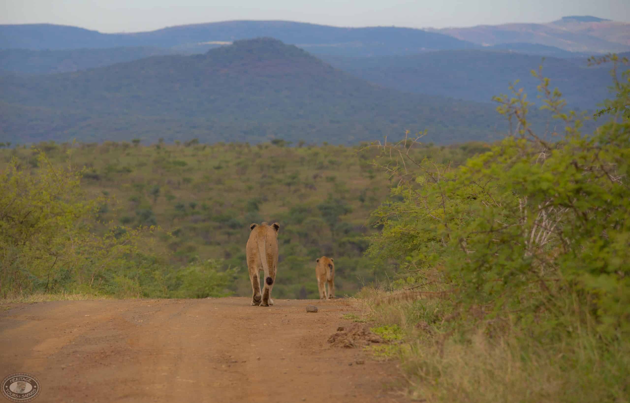 Weekend Getaways into the oldest proclaimed game reserve in Africa, the Hluhluwe Imfolozi Park