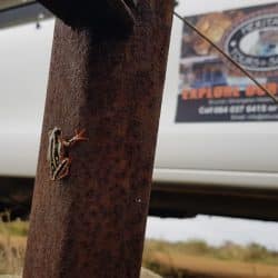 hluhluwe safari vehicle