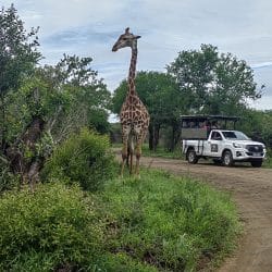 clients on half day big 5 hluhluwe imfolozi park safari