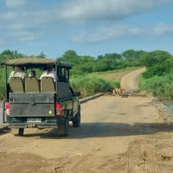 Hluhluwe half day big 5 safari game drive vehicle