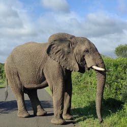 hluhluwe game reserve half day safari with a close up elephant sighting