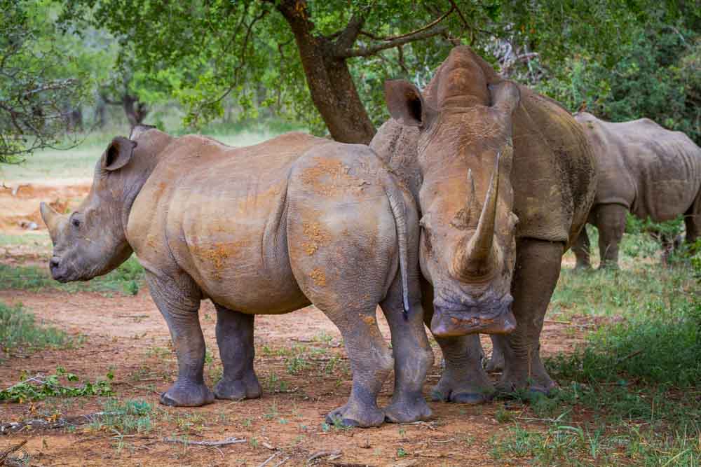 intimate small group big 5 safaris into the hluhluwe imfolozi park the ultimate six on safari in the hluhluwe imfolozi game reserve