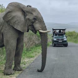 open game drive safari in the imfolozi game reserve