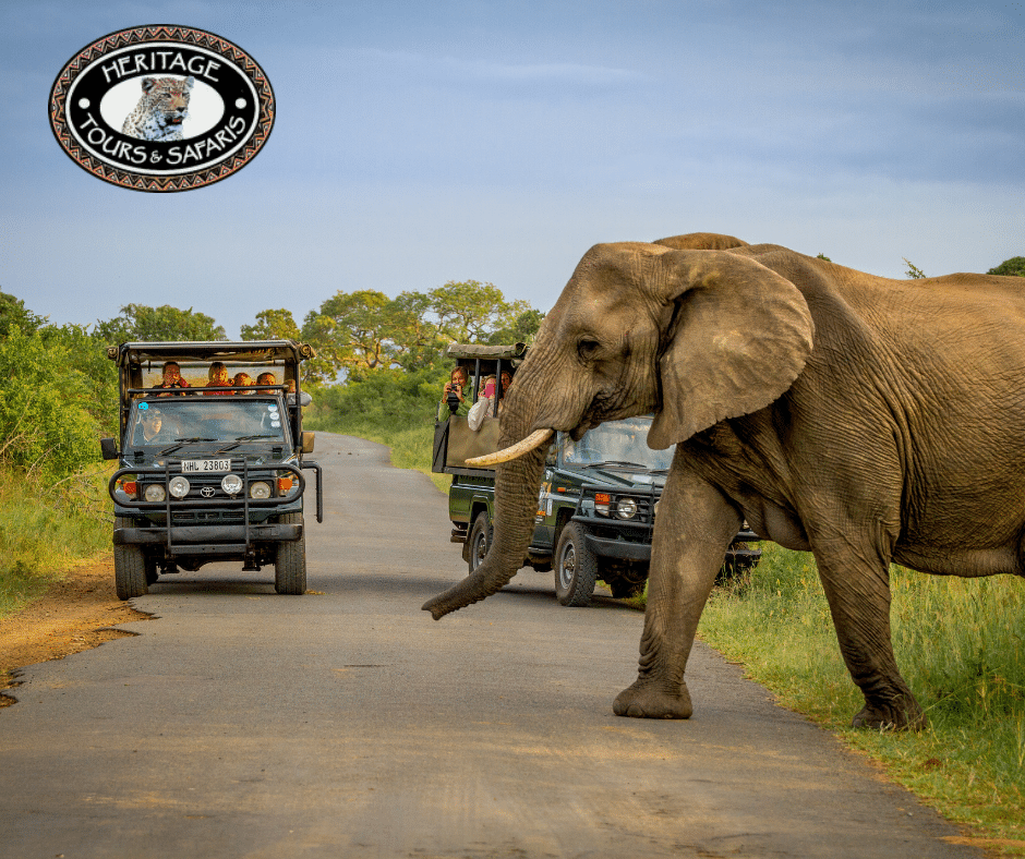 hluhluwe imfolozi park big 5 half day safari